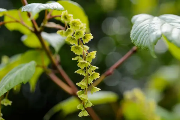 Acer X 'Elephant's Ear'