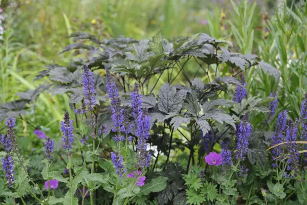Actaea Simplex (Atropurpurea Group) 'Brunette'