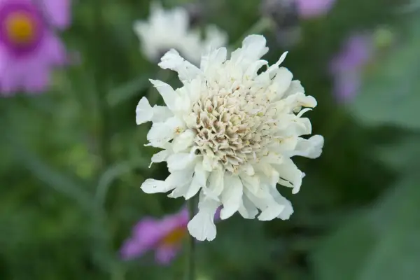 Cephalaria Alpina