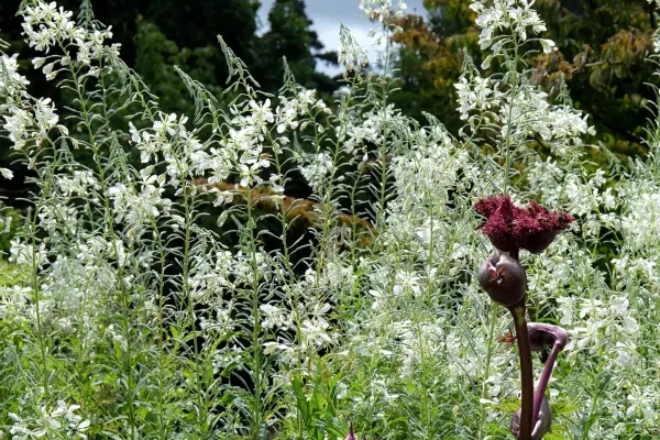 Chamaenerion '' liste '