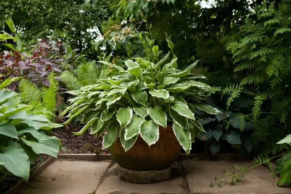 Container for shade planted with hosta