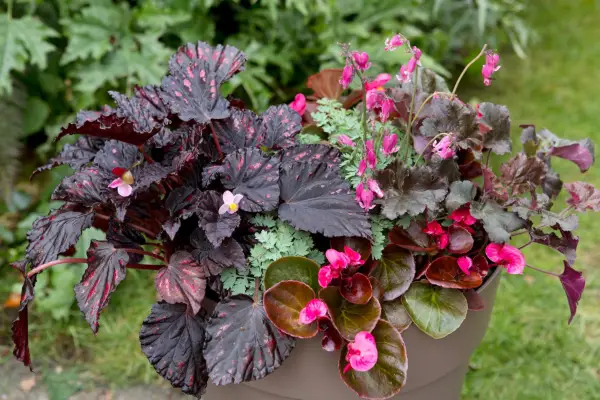 Begonias and bleeding heart growing together in a pot