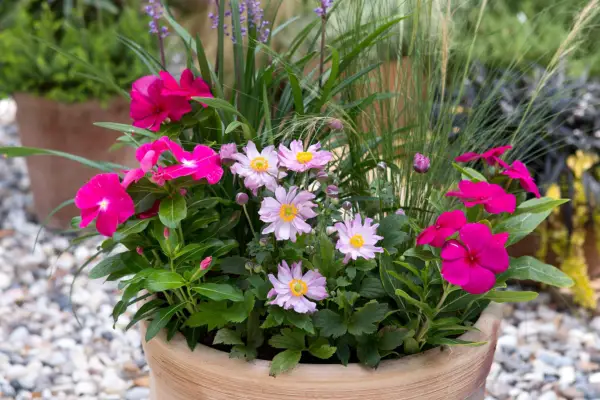 Container for shade planted with lilyturf, anemones and catharanthus