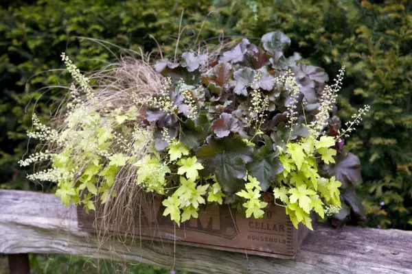 Pot for shade planted with heuchera and carex