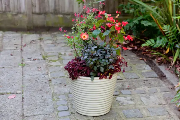 Shady container containing salvias, begonias, dahlias and coleus