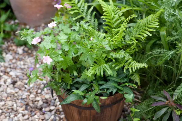 Container for shade planted with geranium, dryopteris and ivy