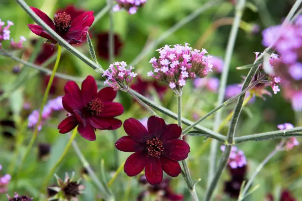 Atosanguineus Cosmos „Chocochha”