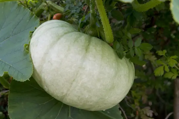 Cucurbita Pepo 'Príncipe herdeiro'