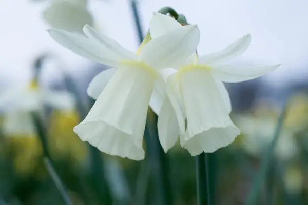 Narcissus 