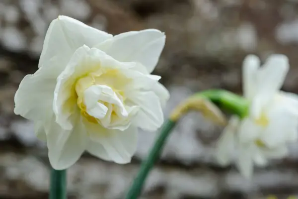 Narcissus 