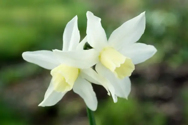 Narcissus 
