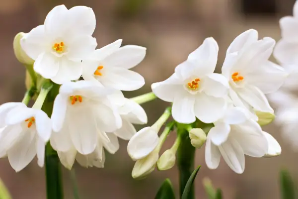 Clusters of small white Narcissus 