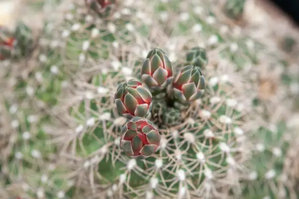 Gymnocalycium baldianum subsp. sanguiniflorum