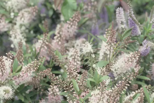 LIFT 'NICOLA'S RULH'