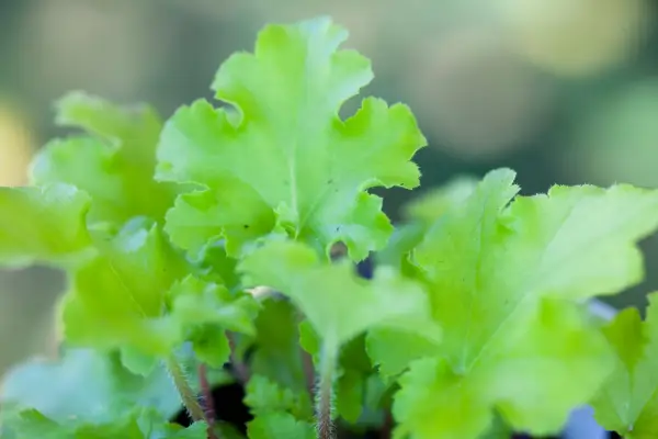 Heuchera 'marmelade de citron vert'