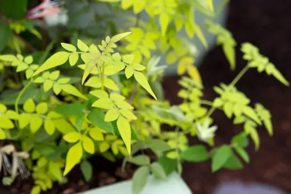 Jasminum Officinale 'Sunbeam'