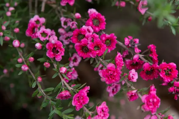 Leptospermum scoparium 'Red Damask'