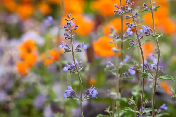 Nepeta Racemosa 'Walker's Low'