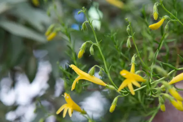 Penstemon Linarioides subsp. Sileri