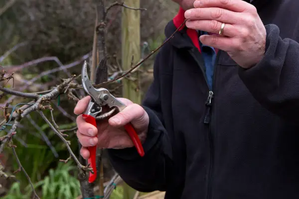 Pruning a thin shoot from a dormant apple tree