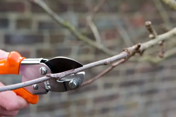 Pruning back last season