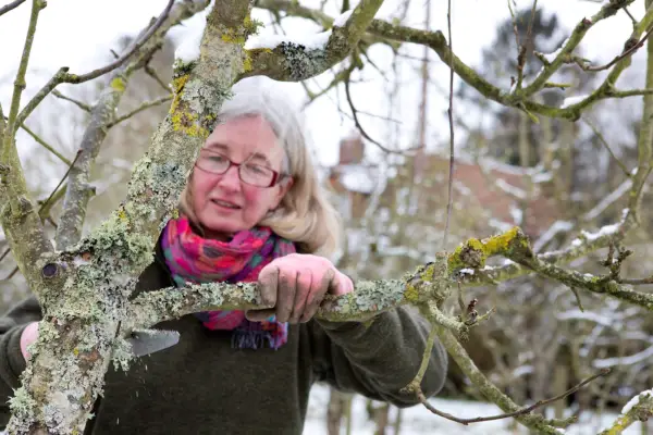 Sawing a branch from a mature fruit tree in winter