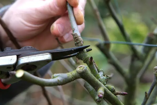 Pruning a young fruit tree
