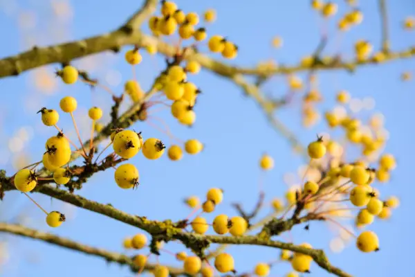 Potare gli alberi da frutto in inverno