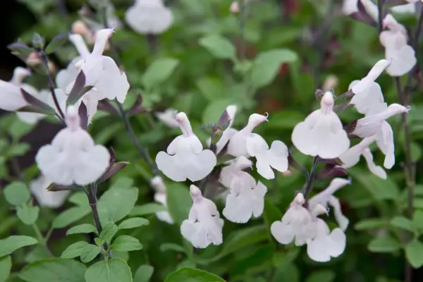 Salvia x Jamensis 'Heatwave Glimmer'