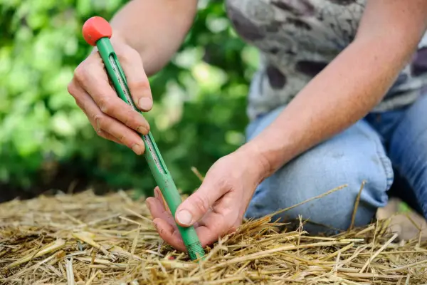 Measuring soil temperature through a layer of straw mulch