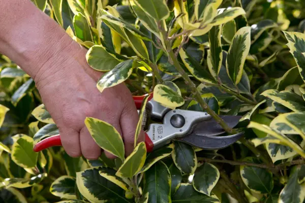Pruning holly sideshoots