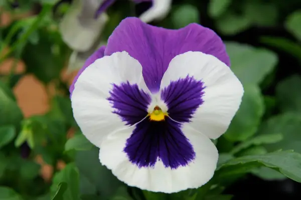 Viola x Wittrockiana 'Mariposa Purple Face'