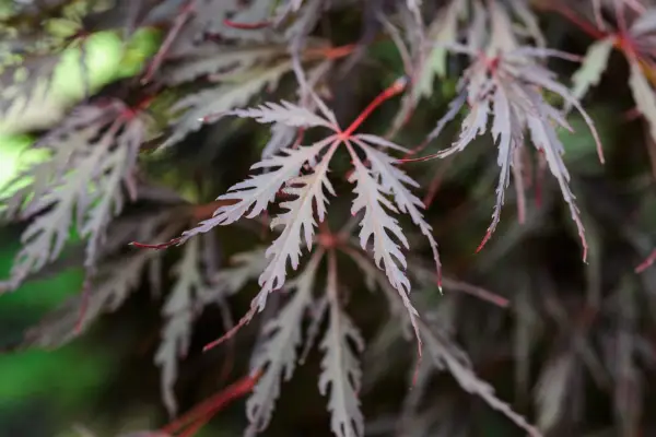 Acer Palmatum var. Dessectum „Tamukeyama”