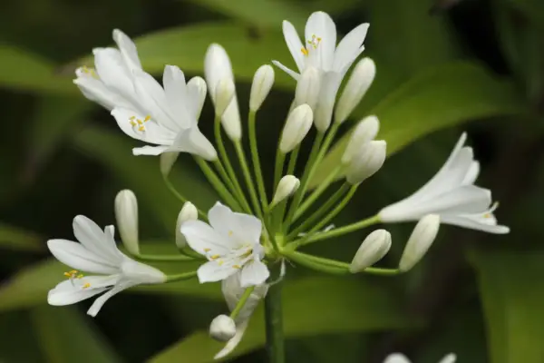 Agapanthus 'Schneesturm'