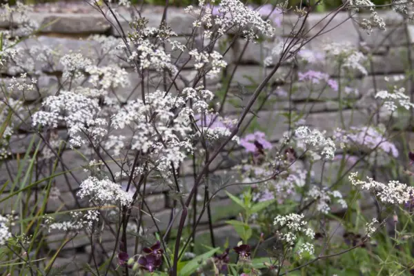 Anthriscus Sylvestris 'Ravenswing'