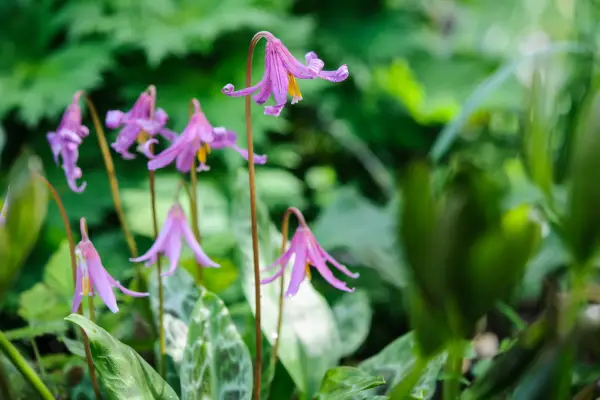 Erythronium dens-canis