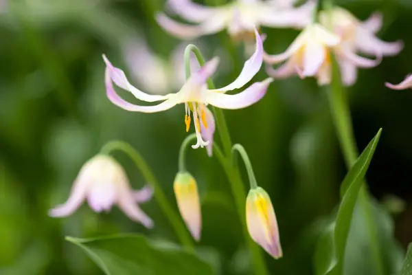 Erythronium 