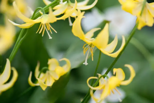Erythronium 