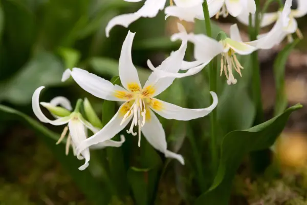 Erythronium 