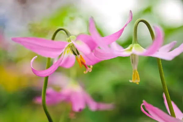 Erythronium 