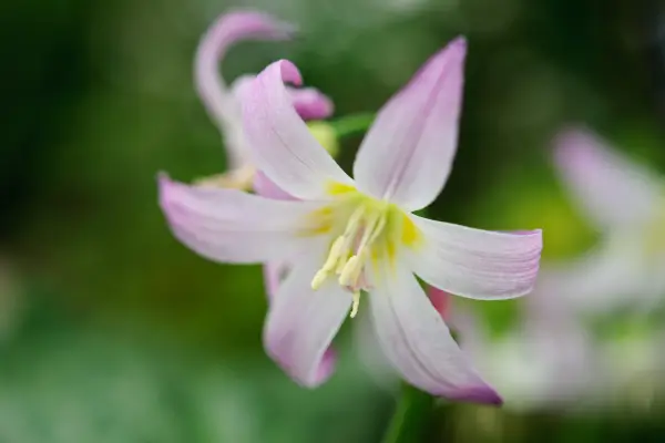 Erythronium 