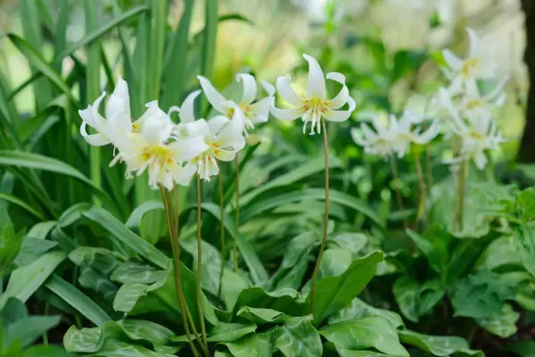 Erythronium 