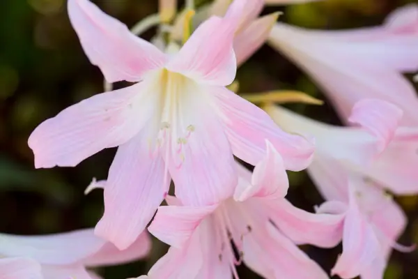 Belladonna lily, Amaryllis belladonna