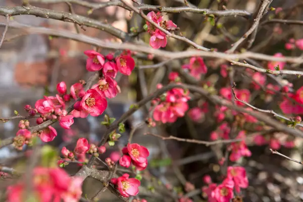 Japanese quince, Chaenomeles japonica
