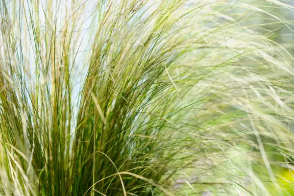 How to grow Stipa tenuissima (Nassella tenuissima)