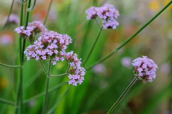 Verbena bonariensis