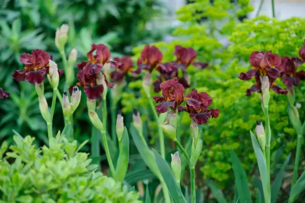 Bearded iris 