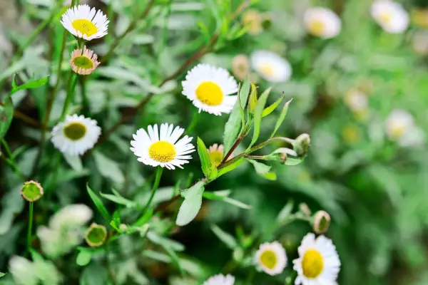 Mexican fleabane (Erigeron karvinskianus)