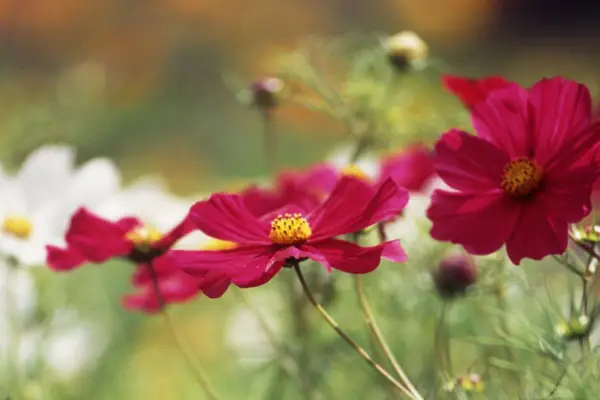 Cosmos Bipinnatus 'Gazebo Red'