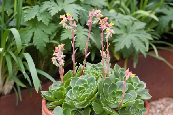 Echeveria Secunda Var. Glauca